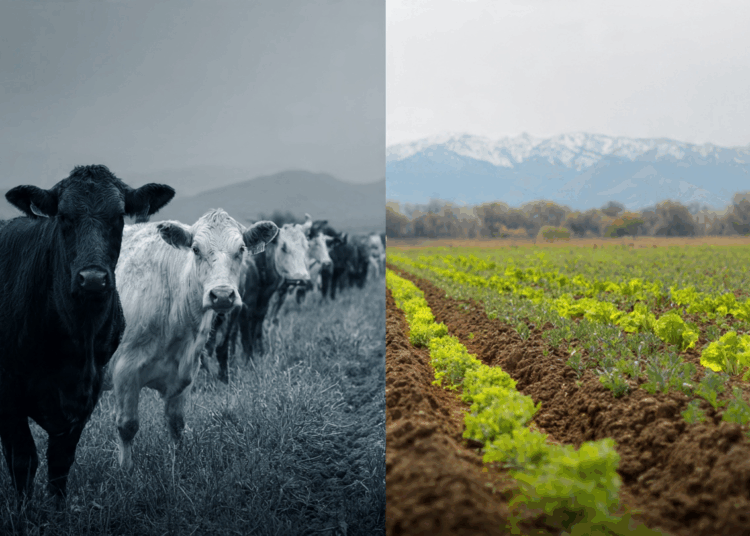 Sistemas_Agroflorestais