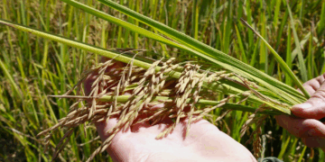 Arroz