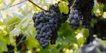 Cooperativa Vinícola Aurora