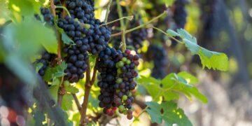 Rotas do Vinho de São Paulo chegam a 87 atrativos e impulsionam o enoturismo