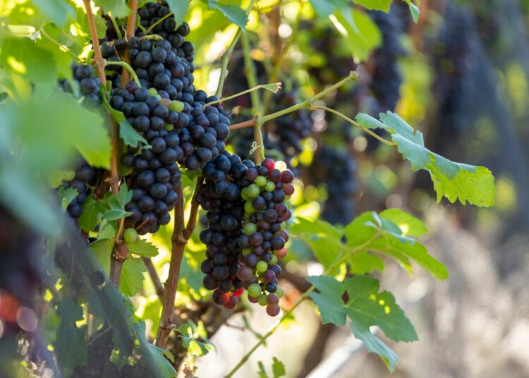 Rotas do Vinho de São Paulo chegam a 87 atrativos e impulsionam o enoturismo