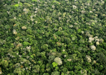 Embrapa lança Plug-in Netflora e aproxima inteligência artificial do manejo florestal na Amazônia