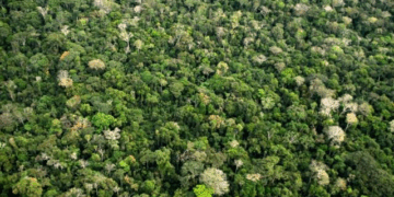 Embrapa lança Plug-in Netflora e aproxima inteligência artificial do manejo florestal na Amazônia