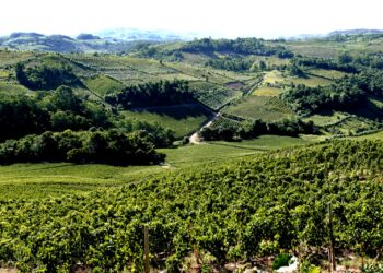 Vinhos
