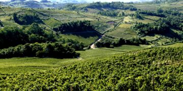 Vinhos