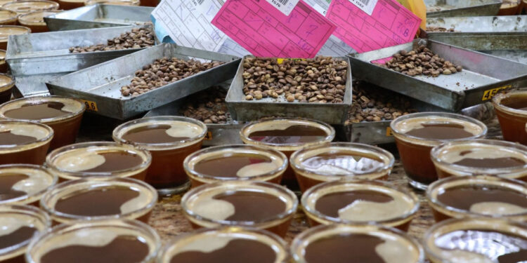 Revisão da classificação do café mobiliza cooperativas e produtores