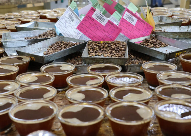 Revisão da classificação do café mobiliza cooperativas e produtores