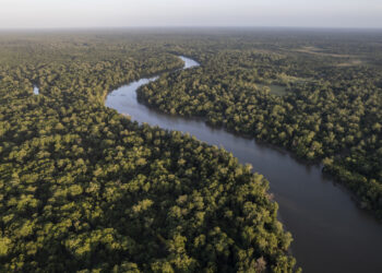 Amazônia investe R$ 103 milhões em 50 cooperativas extrativistas